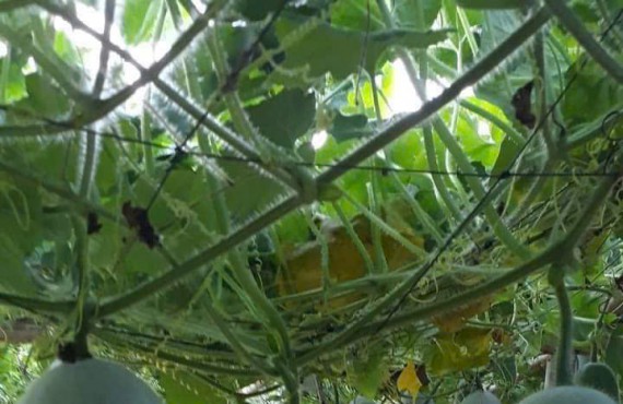 Bi Thơm Địa Linh