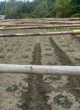 Giàn bí xanh thơm