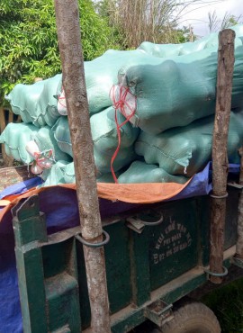 Vận chuyển bí xanh thơm