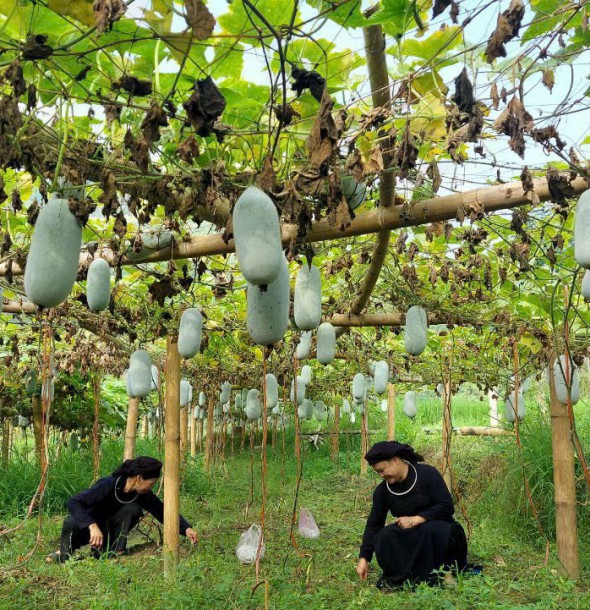 Kỹ thuật trồng và chăm sóc cấy bí xanh sạch