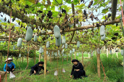 Bí xanh thơm Bắc Kạn – Hương vị từ núi rừng