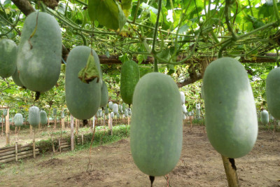 Bí thơm Bắc Kạn – Mùi của núi rừng, hương của quê hương