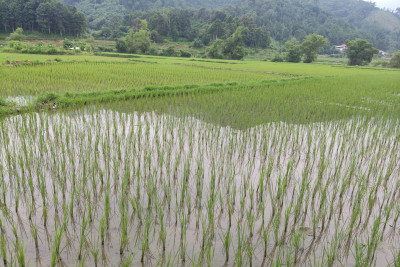 TIẾT KIỆM CHI PHÍ – TĂNG HIỆU QUẢ: MÔ HÌNH LUÂN CANH BÍ XANH THƠM VÀ LÚA NƯỚC Ở MIỀN NÚI