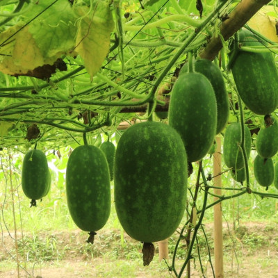 BÍ THƠM BẮC KẠN VỎ XANH