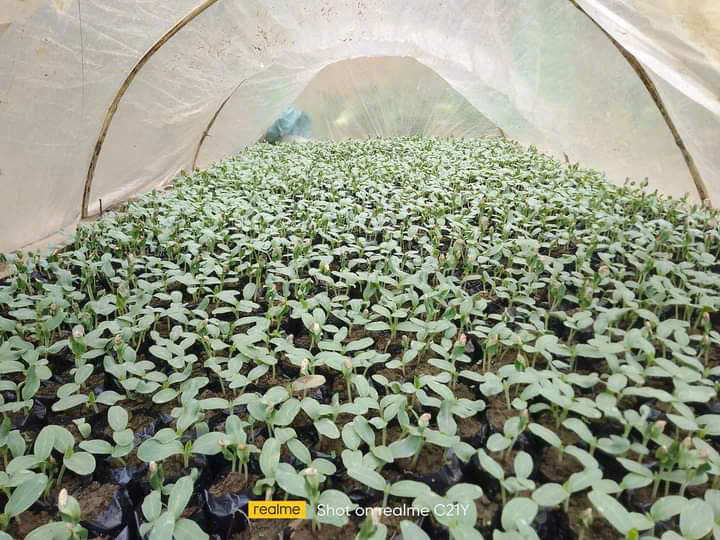 giống bí thơm Bắc Kạn